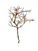 Tantora Korzeń Branch Drift Wood 25-30Cm Piękny Selekcja GRATIS!